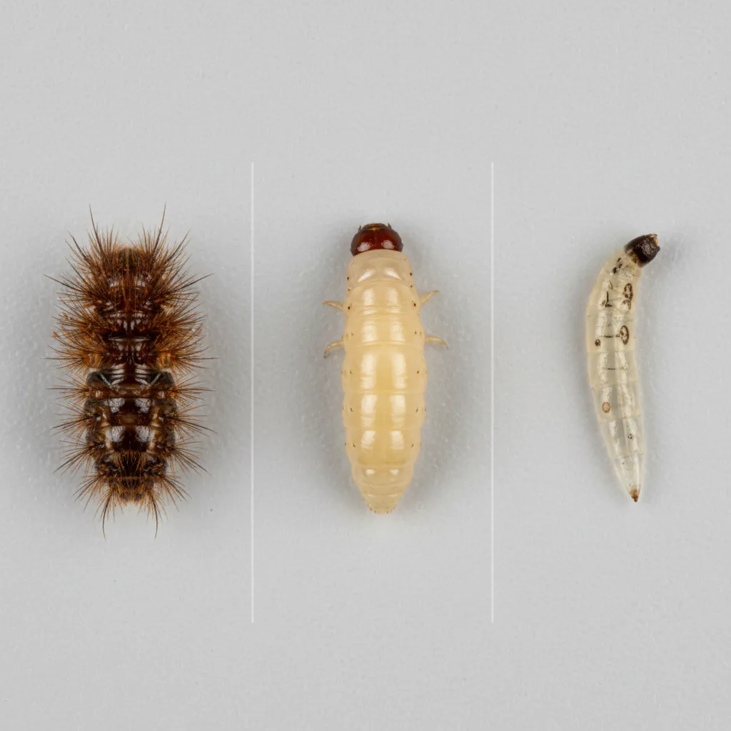 Small Brown Worms in the House: Identification Guide for Common Indoor Larvae: Learn how to identify small brown worms indoors by their appearance, location, and behavior before choosing the right removal method.