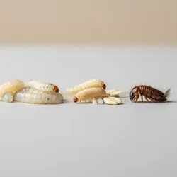 White Worms in House: Maggots vs Pantry Moth Larvae vs Beetle Larvae