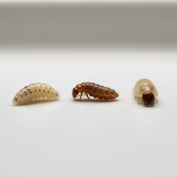 White Worms in the House: What They Are and How to Identify Them